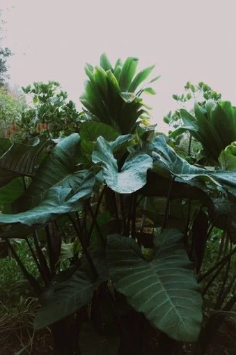 A collection of lush green tropical plants with large leaves.
