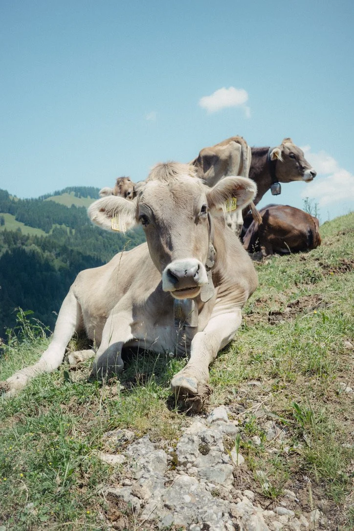 A group of cows resting on a grassy hillside with a scenic mountain view and blue sky in the background.