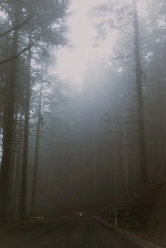A foggy forest road surrounded by tall trees with sunlight filtering through the fog.
