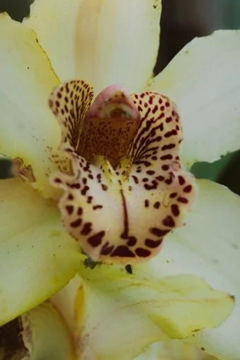 Close-up of a spotted orchid flower with a distinct lip and a small insect inside.