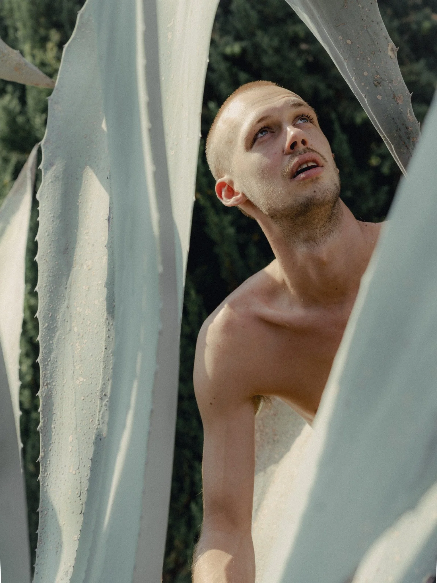 A shirtless man with short hair looking up while surrounded by large, white, textured leaves, possibly from an agave plant, with a dark green background of trees or bushes.