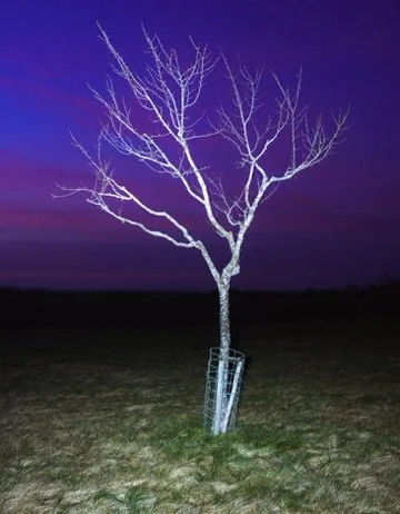 A leafless tree illuminated at night with a metal support structure at the base, set against a dark purple and blue sky.