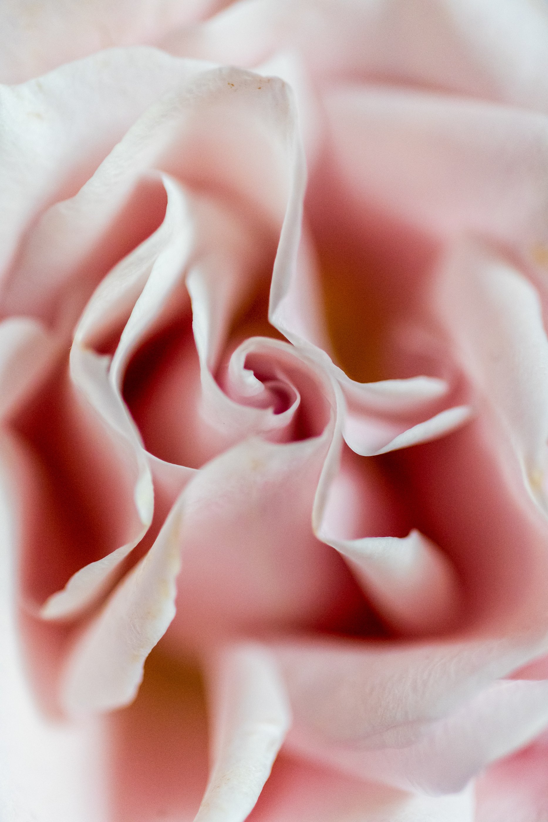 JOY_8279-2.jpg