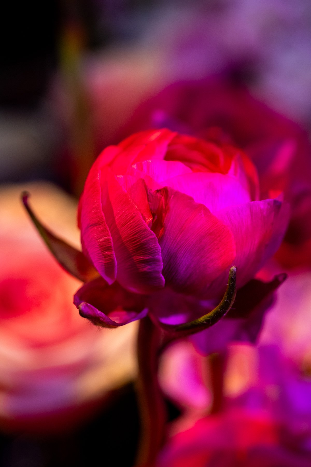 JOY_9376-2.jpg