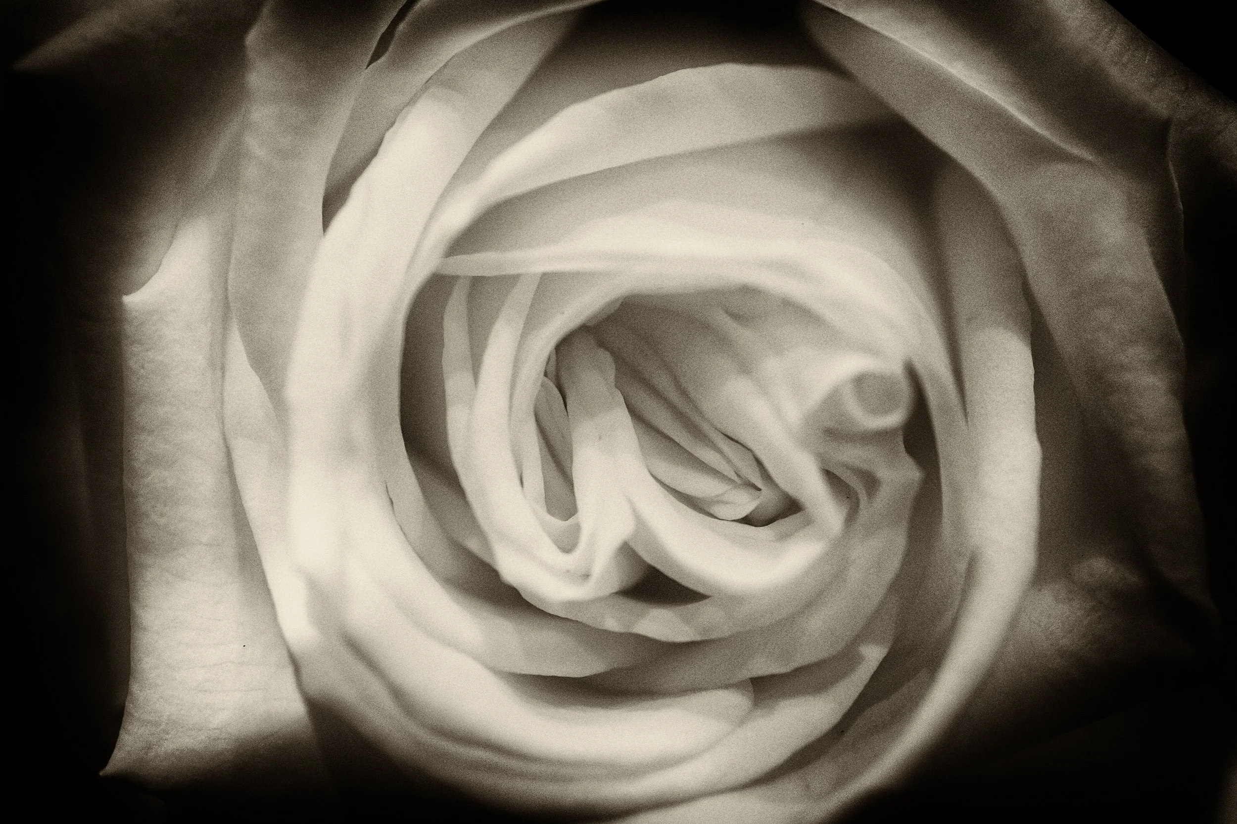 Close-up black and white photograph of a blooming rose flower with detailed petals.
