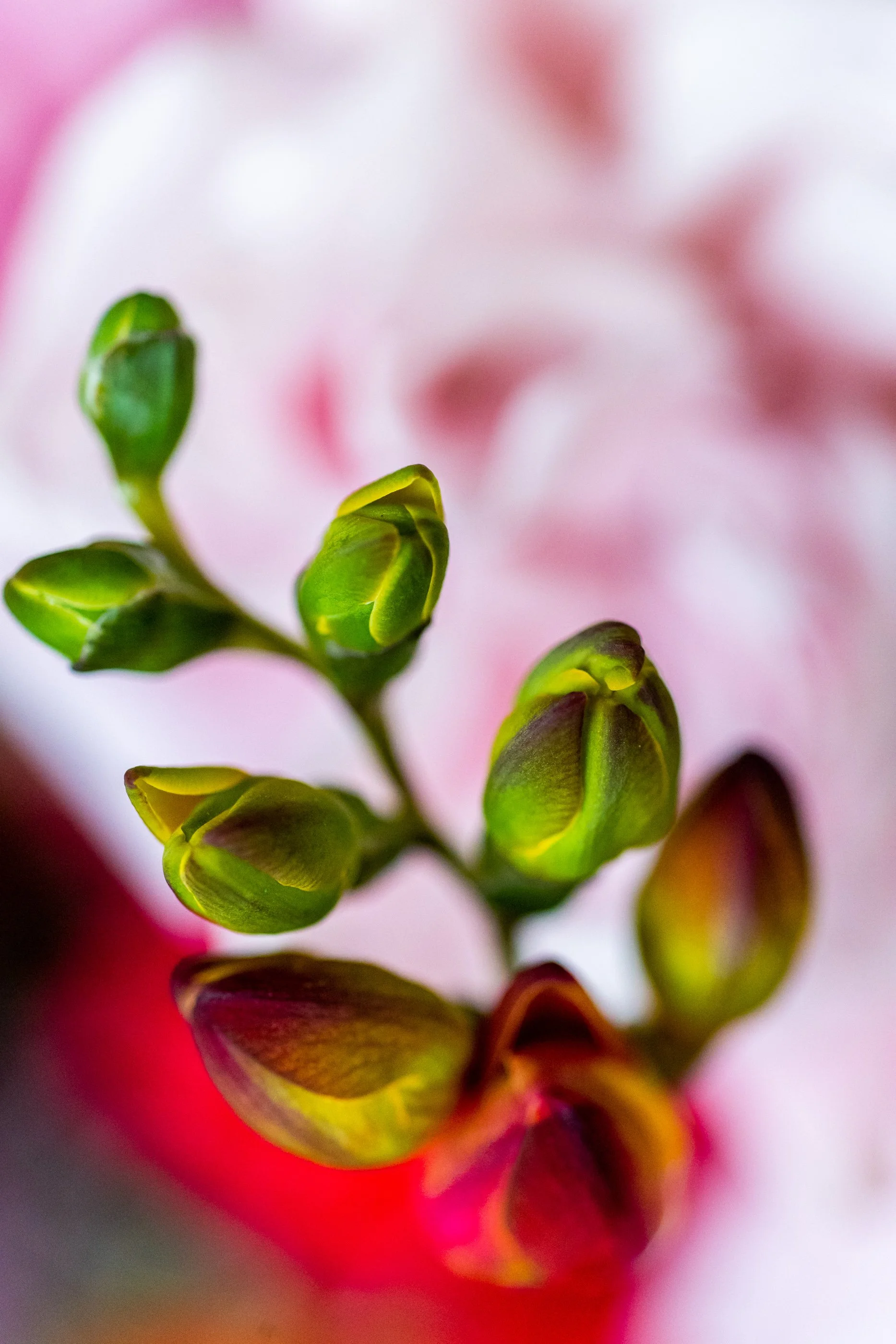 JOY_8314-2.jpg