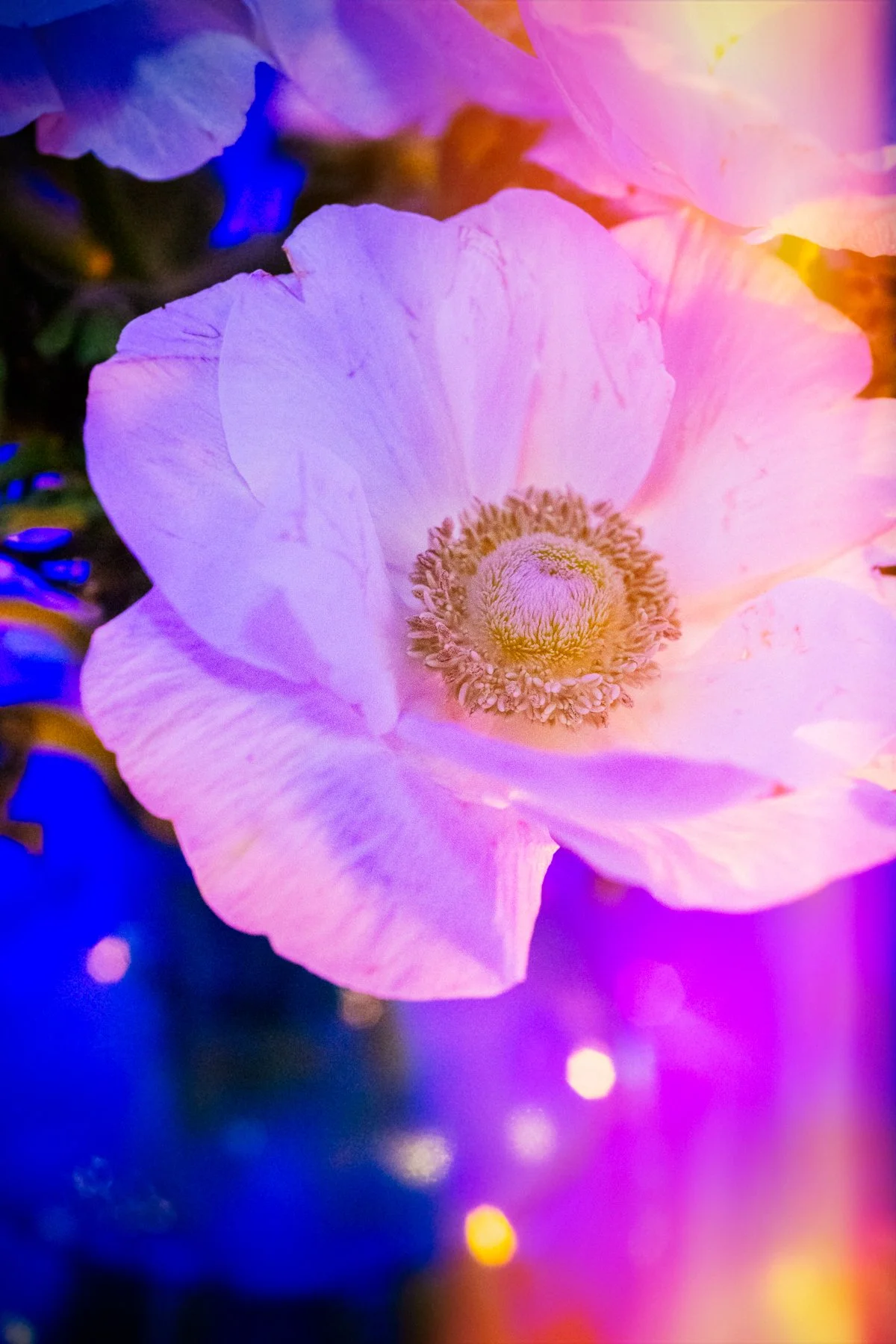 JOY_7828-Edit.jpg