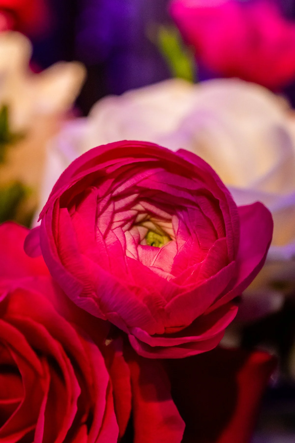 JOY_9353-2.jpg