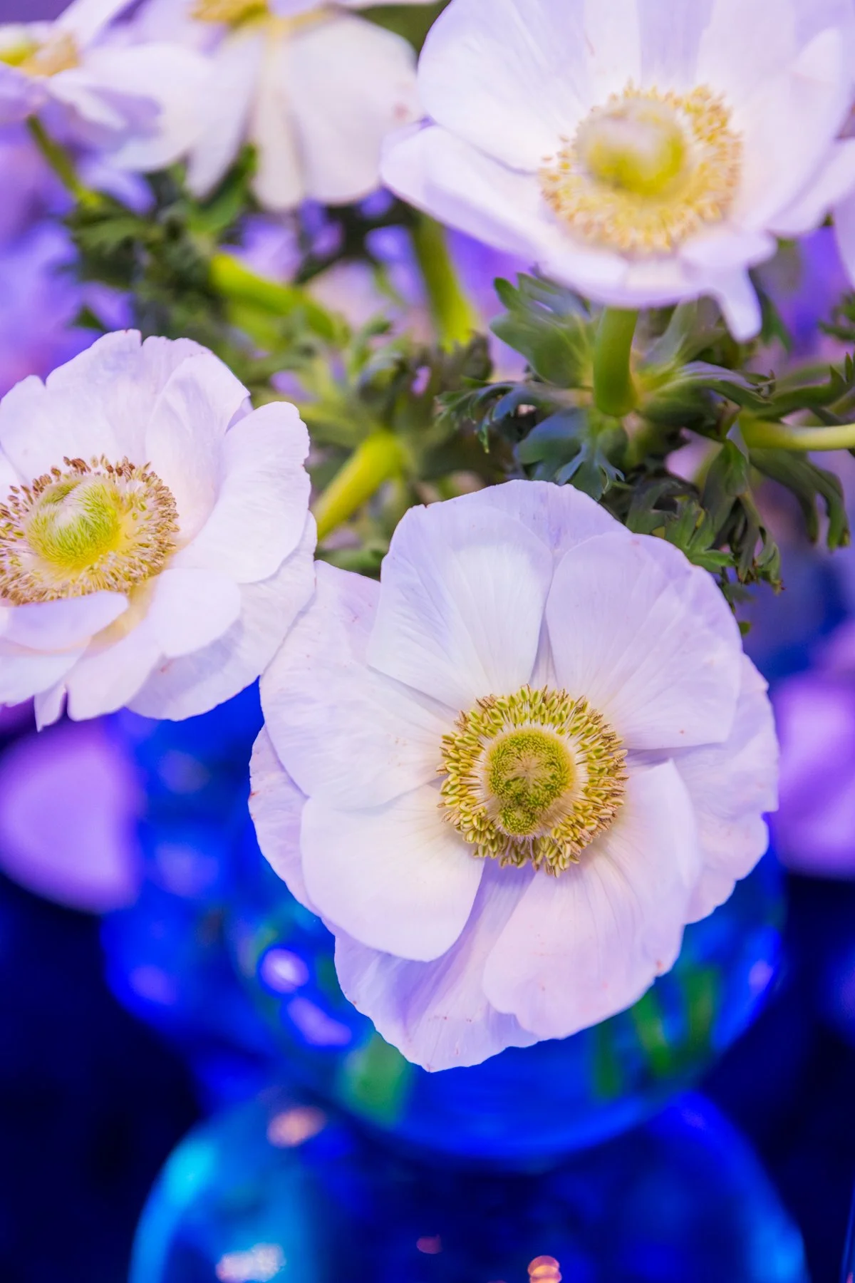 JOY_7610-Edit.jpg