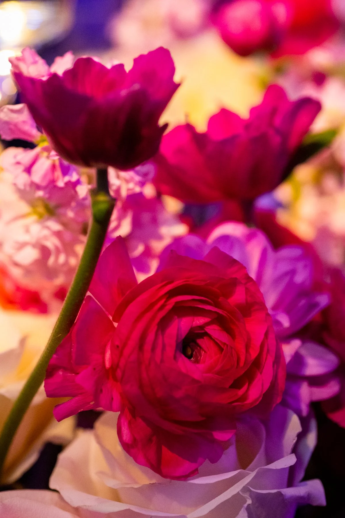 JOY_9355-2.jpg