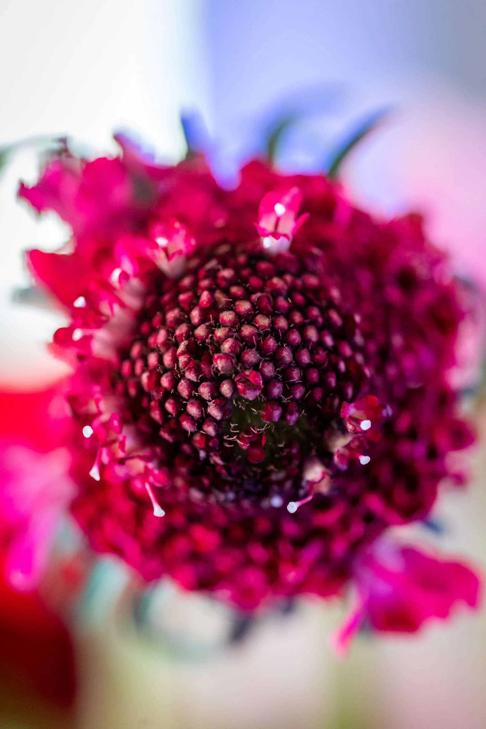 JOY_8294-2.jpg