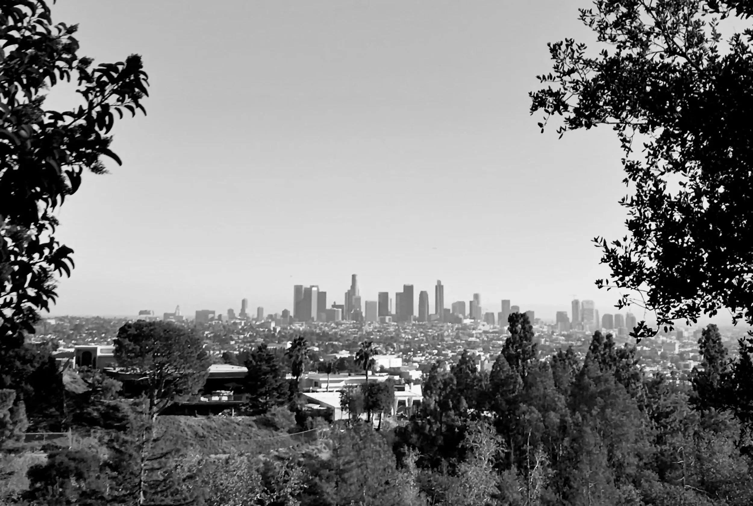 Vista del horizonte de Los Ángeles desde un parque, con árboles en primer plano y rascacielos en el fondo en una imagen en blanco y negro.