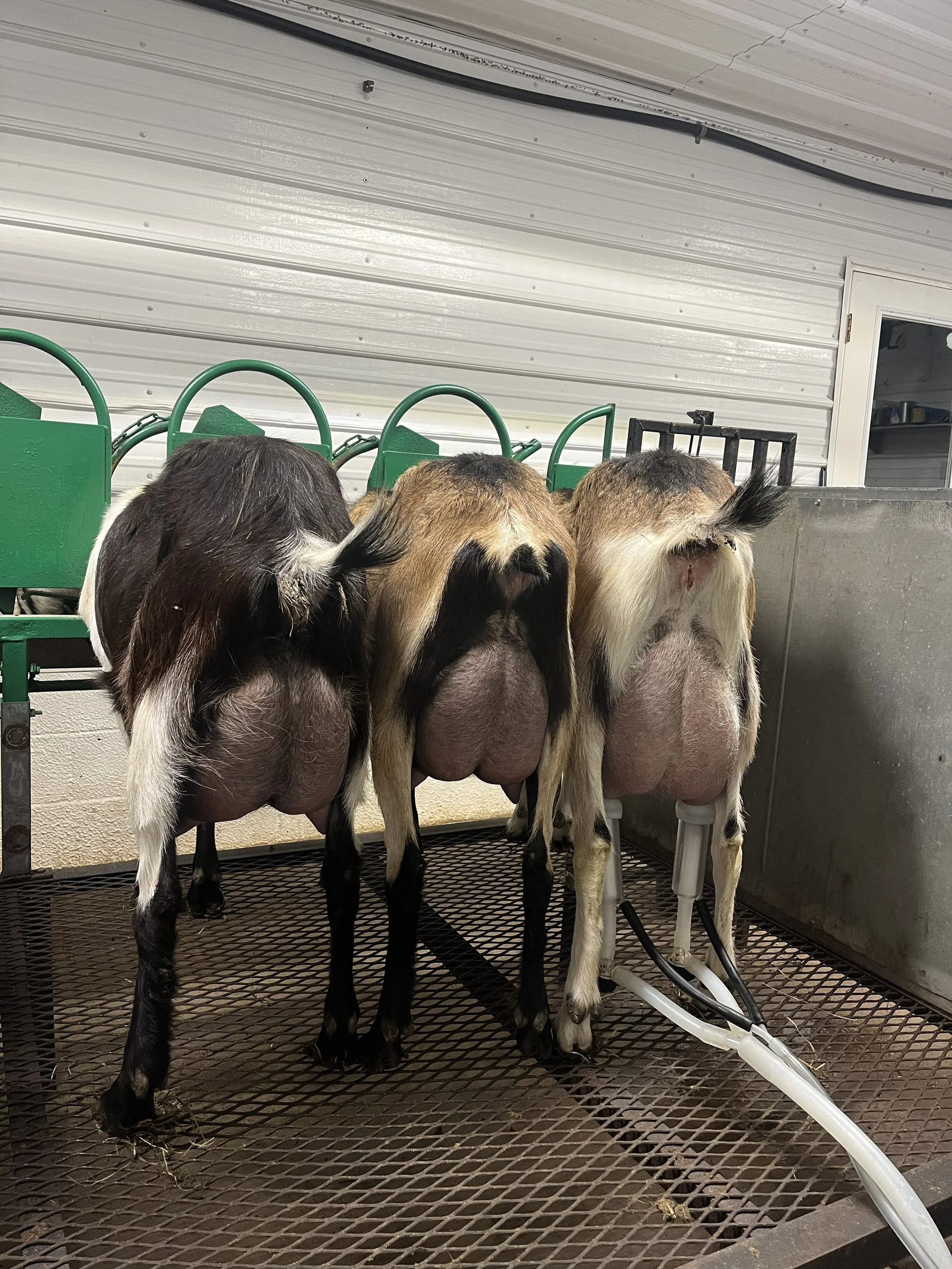 Springtime and Terroir on the Farm