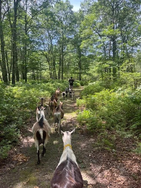 Forest Goat Walk