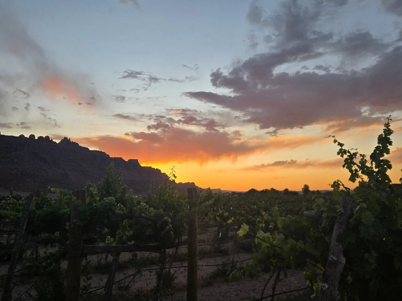 Sunsets at the vineyard hit different