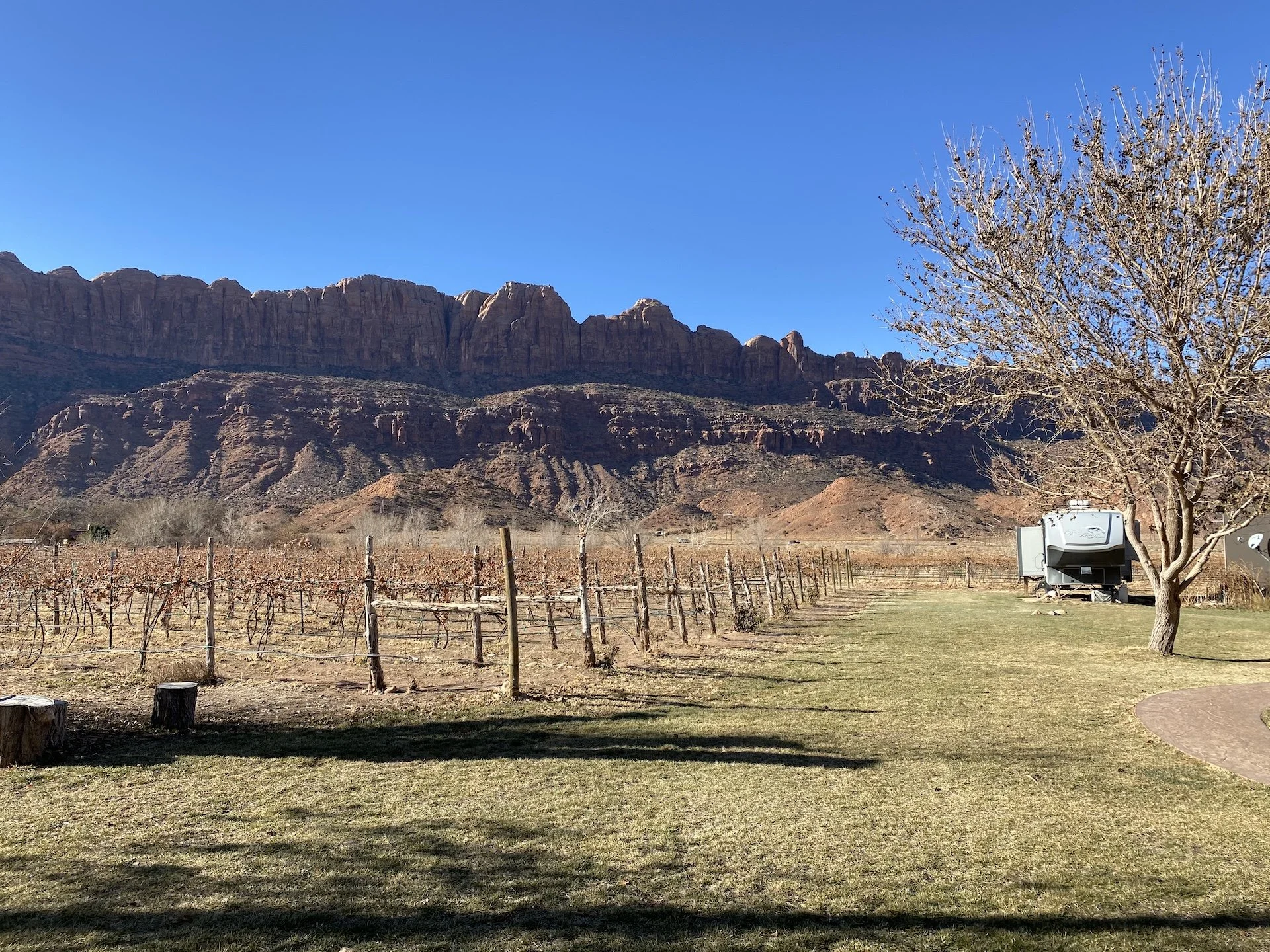 A scenic landscape featuring a vineyard with grapevines in the foreground, a large tree on the right, and a mountain range in the background under a clear blue sky.