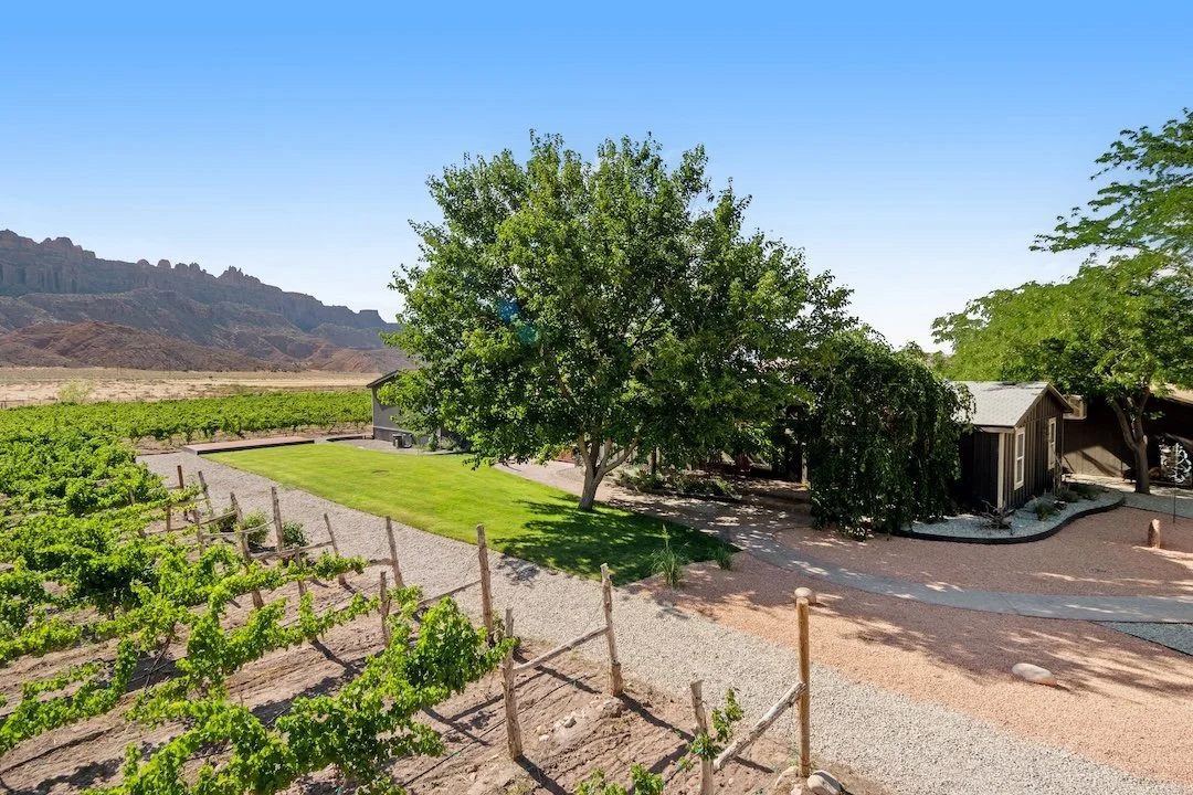Vineyard with lush green plants, gravel pathway, a large tree, a small building, and mountains in the background under a clear blue sky.