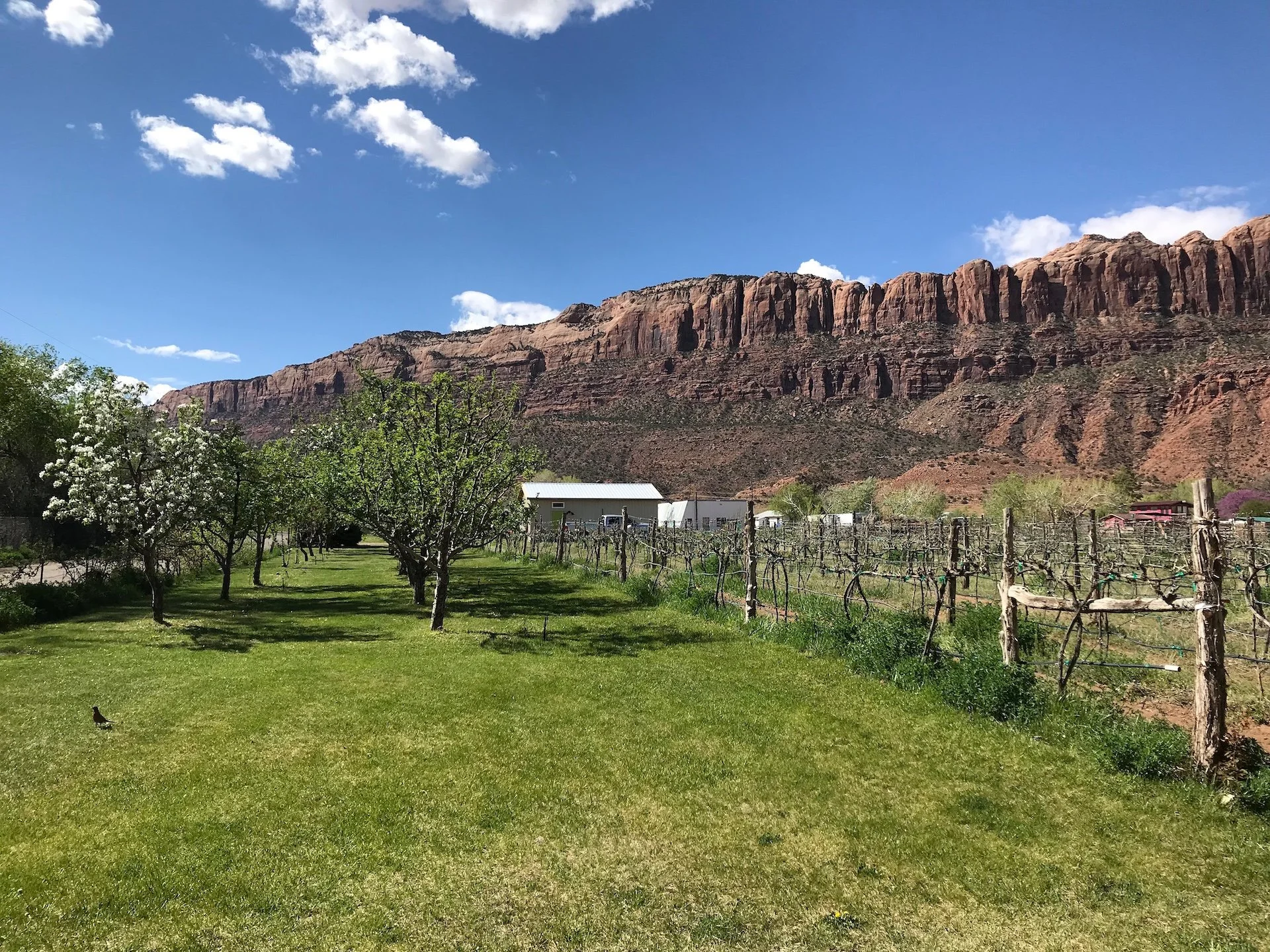 Green field with trees and vineyard in front of red rock canyon under a blue sky with white clouds.