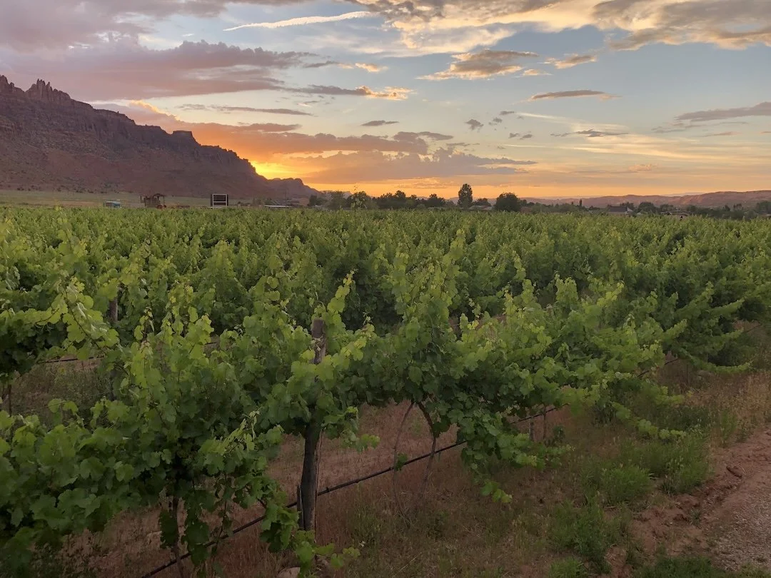 Vineyard with green grapevines at sunset, mountains in the background, and a partly cloudy sky.
