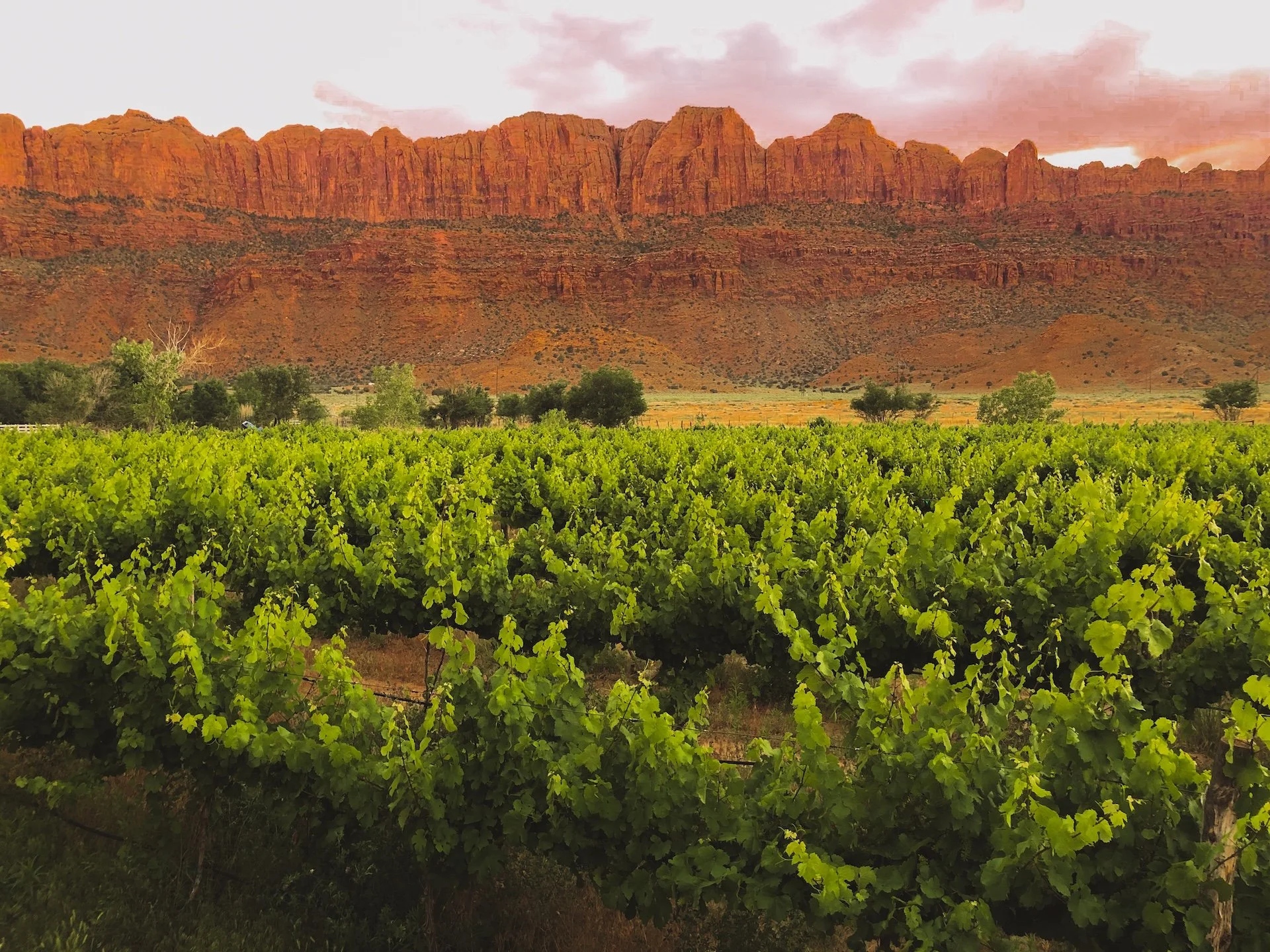 Grape vineyard in front of red mountains at sunset.