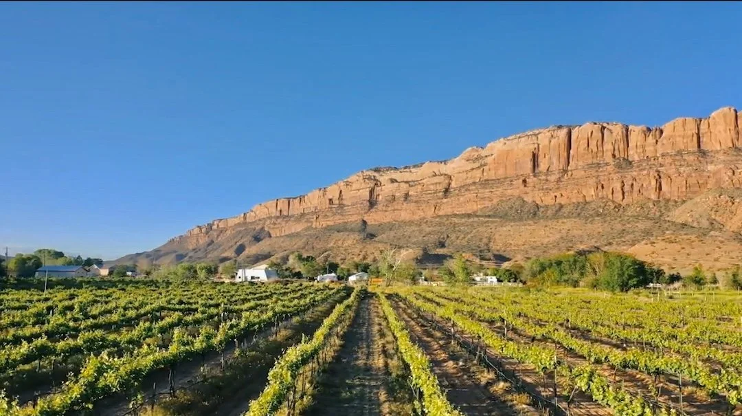 Vineyard with rows of grapevines and a mountain with rocky cliffs in the background under a clear blue sky.