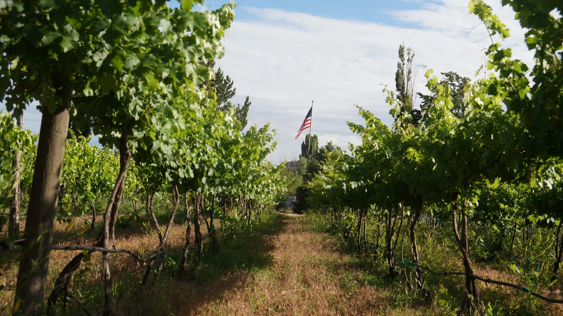 The Role of Vineyards in Moab’s Future