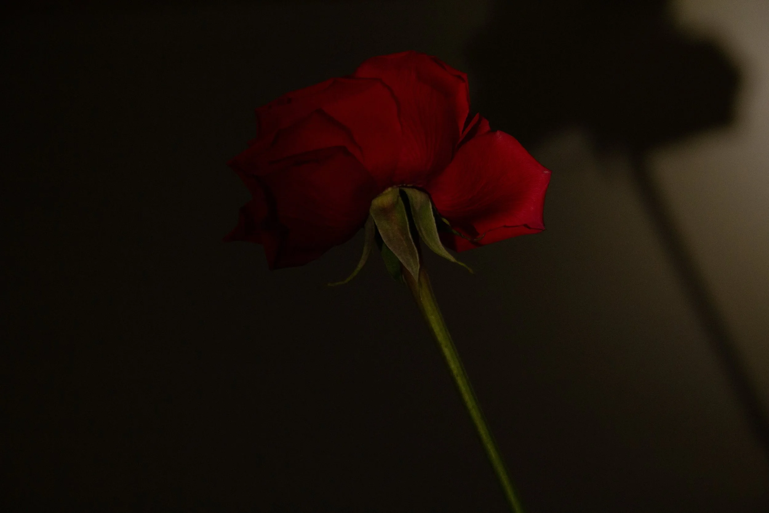 IMG_5635.jpg