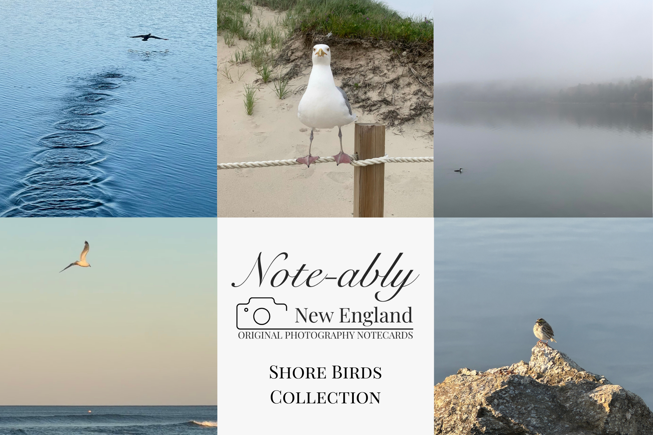 Shore Bird Collection