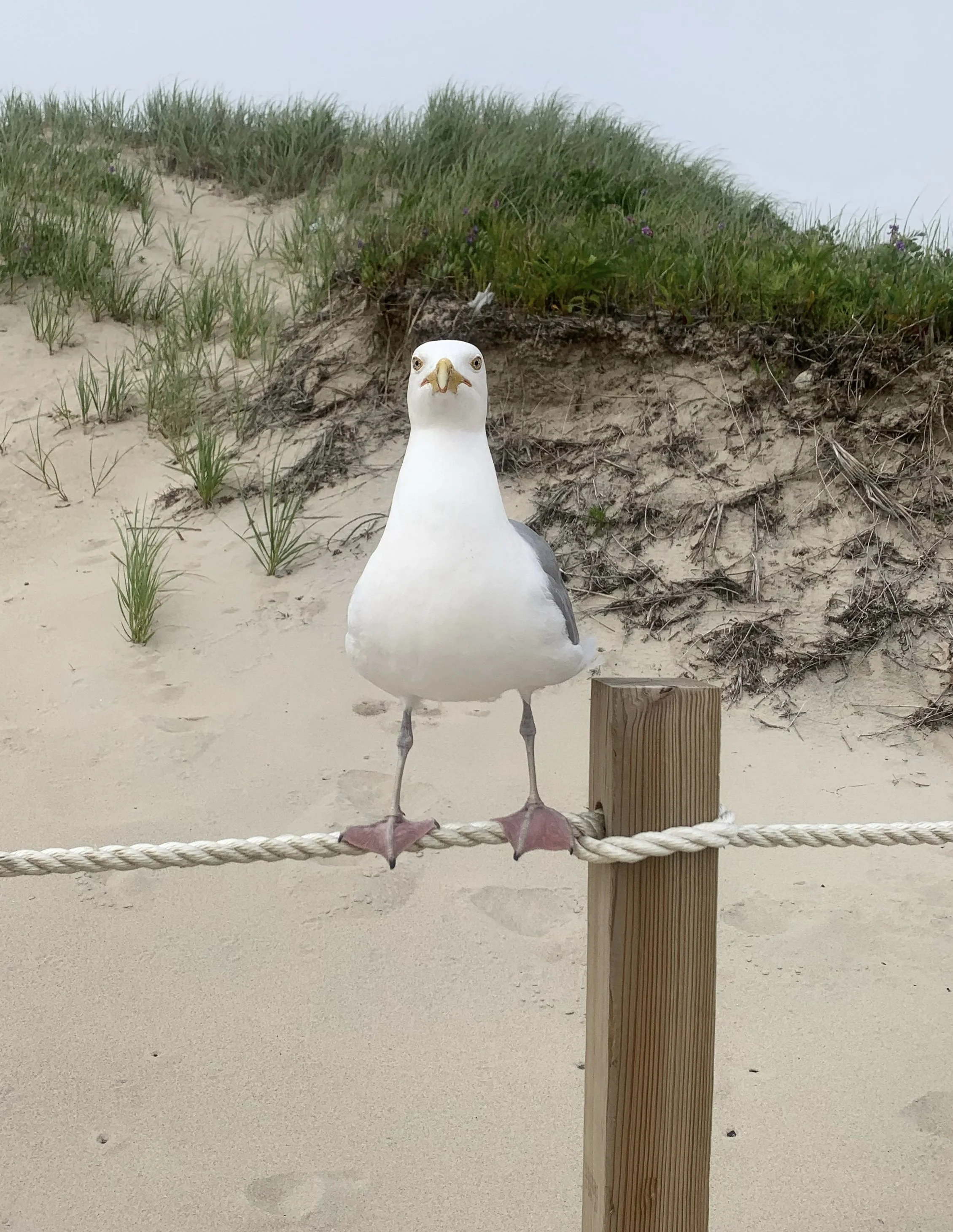 Funny Seagull.jpg