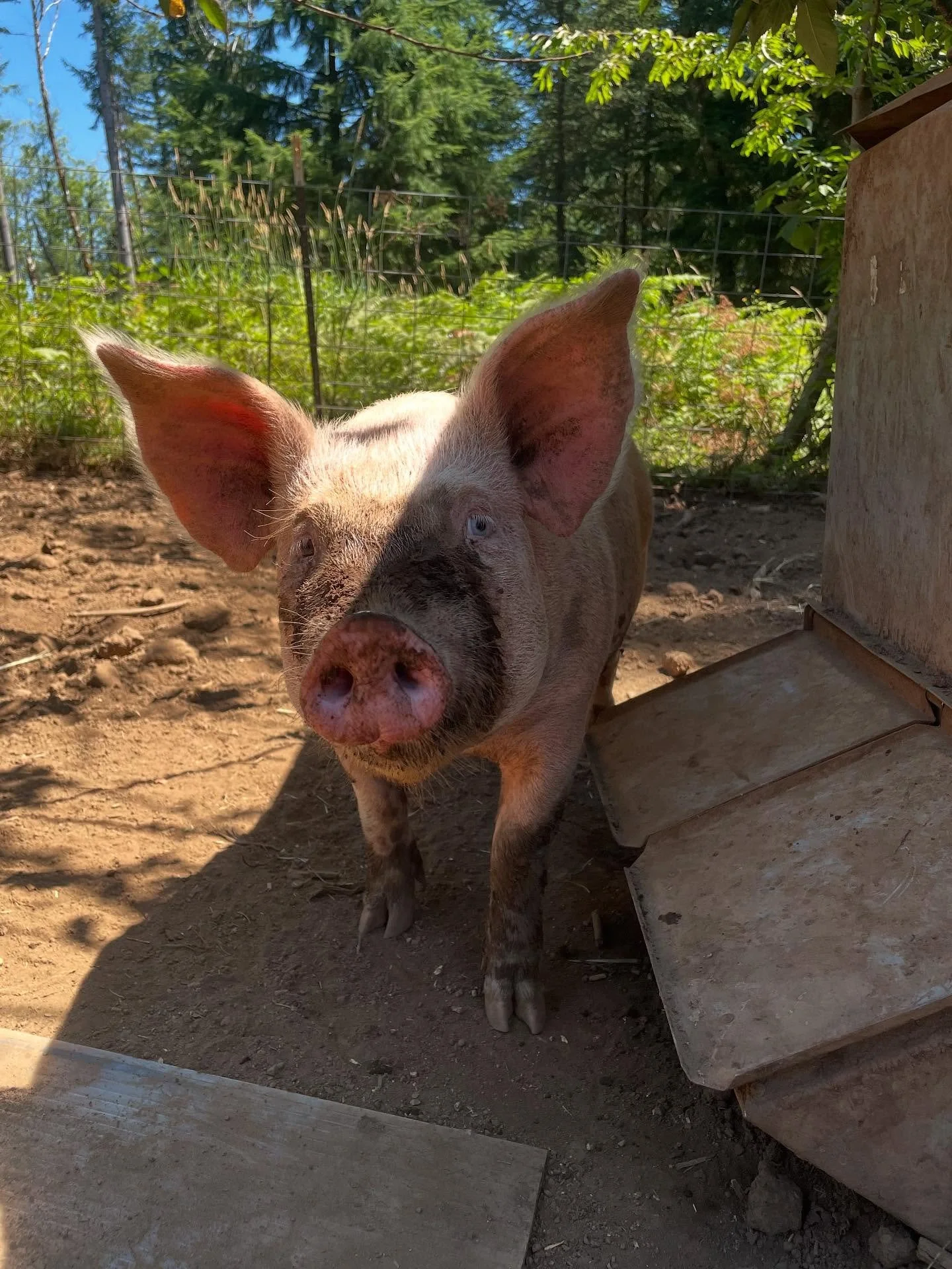 🥓 Farm Fresh Pork &ndash; Available November! 🐖
Whole + Half Hogs from Sir Mac Farms.
Locally raised &bull; Natural grain-fed &bull; Full of flavor.

👉 Reserve yours today at www.sirmacfarms.com

Don&rsquo;t wait&mdash;shares go fast! 🚜