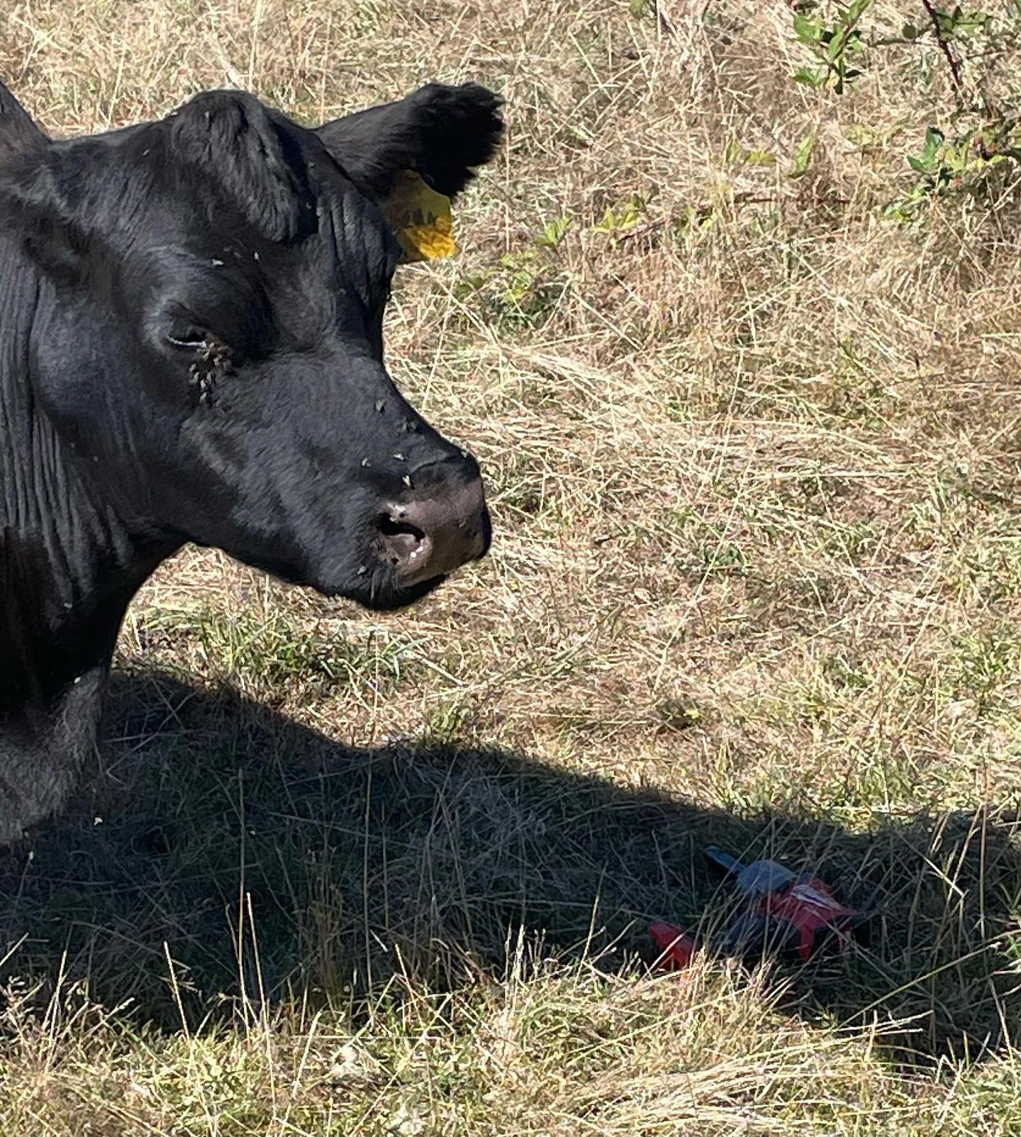 My impact gun fell out of the truck the other day. Luckily Norma was Jonny on the spot today and found it for me this afternoon.