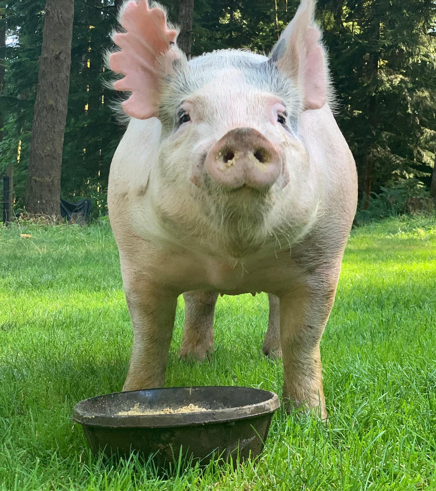 Pork! It&rsquo;s also what&rsquo;s for dinner. We are excited to have pork shares once again. DM or contact us through www.sirmacfarms.com for details and availability.