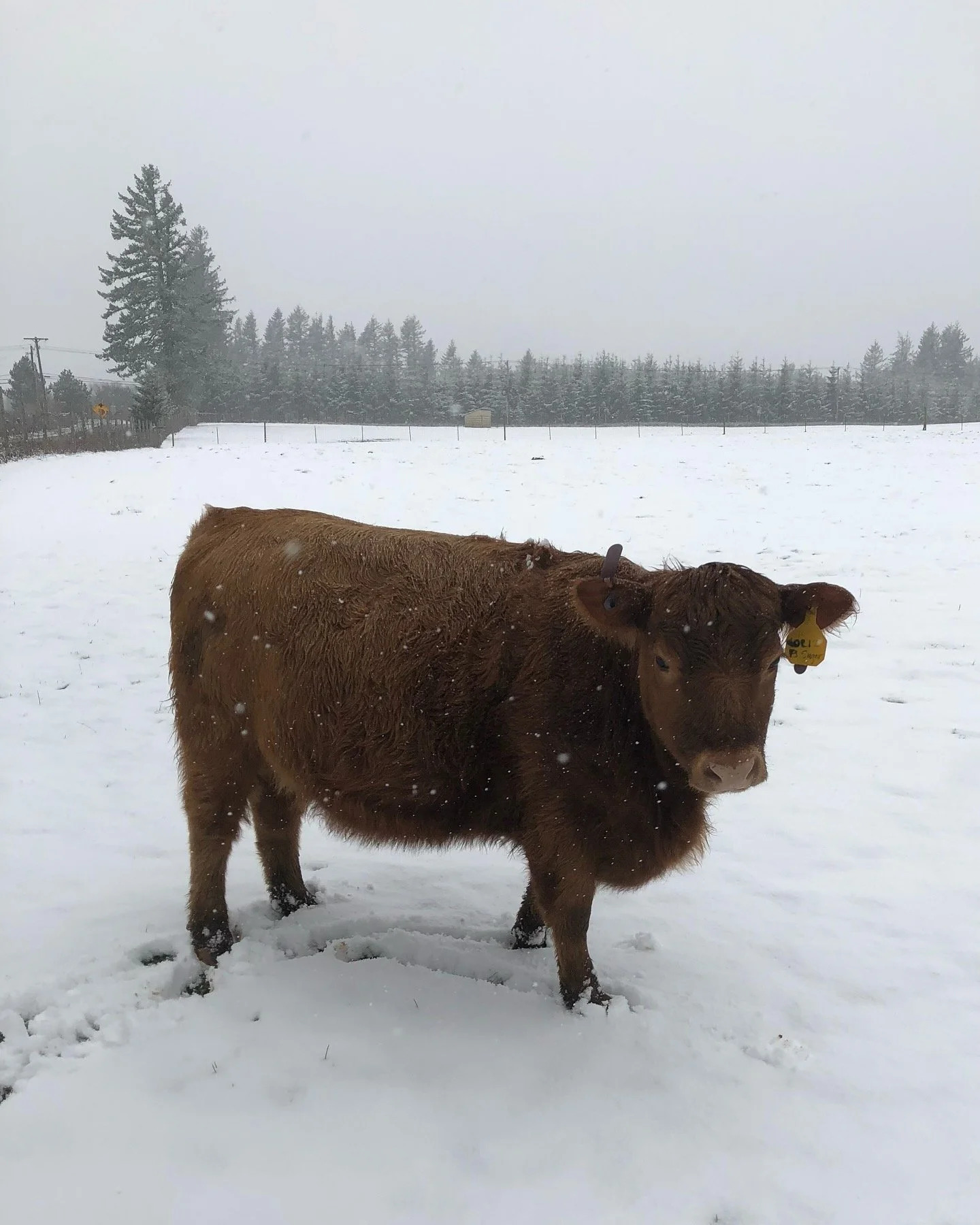 Ever wondered how cattle stay warm in winter? Cattle have a thick coat that acts like a natural blanket, trapping heat and keeping them cozy even in the coldest weather. 🐮❄️ Nature&rsquo;s own insulation system!