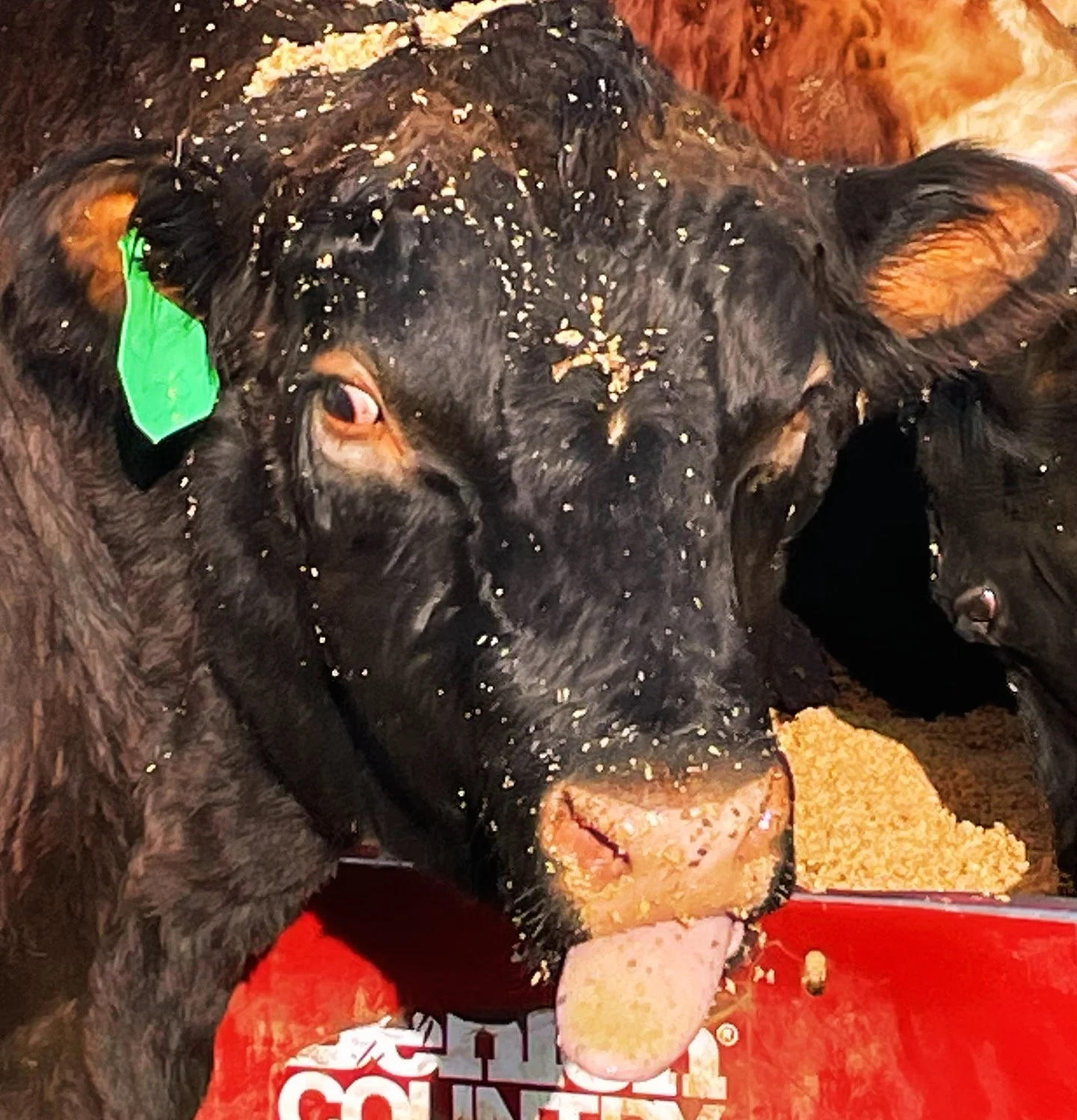 Rhett&rsquo;s reaction when I told him that it&rsquo;s going to rain tomorrow.