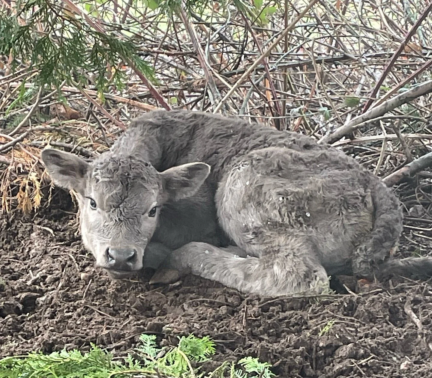 🎸🐄 Welcome to Sir Mac Farms, Linda R.! 🐄🎸

Here at Sir Mac Farms, we love getting creative when it comes to naming our breeding cows and their offspring. Each cow has a unique theme, and we&rsquo;re thrilled to announce our newest addition to the