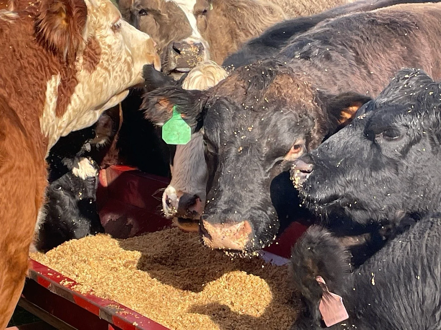 Did you know that we feed our cattle brewers grain? 🍺🌱 This nutritious byproduct of the beer brewing process is rich in protein and fiber, making it a fantastic supplement to their diet. Plus, it&rsquo;s an eco-friendly practice&mdash;by using brew