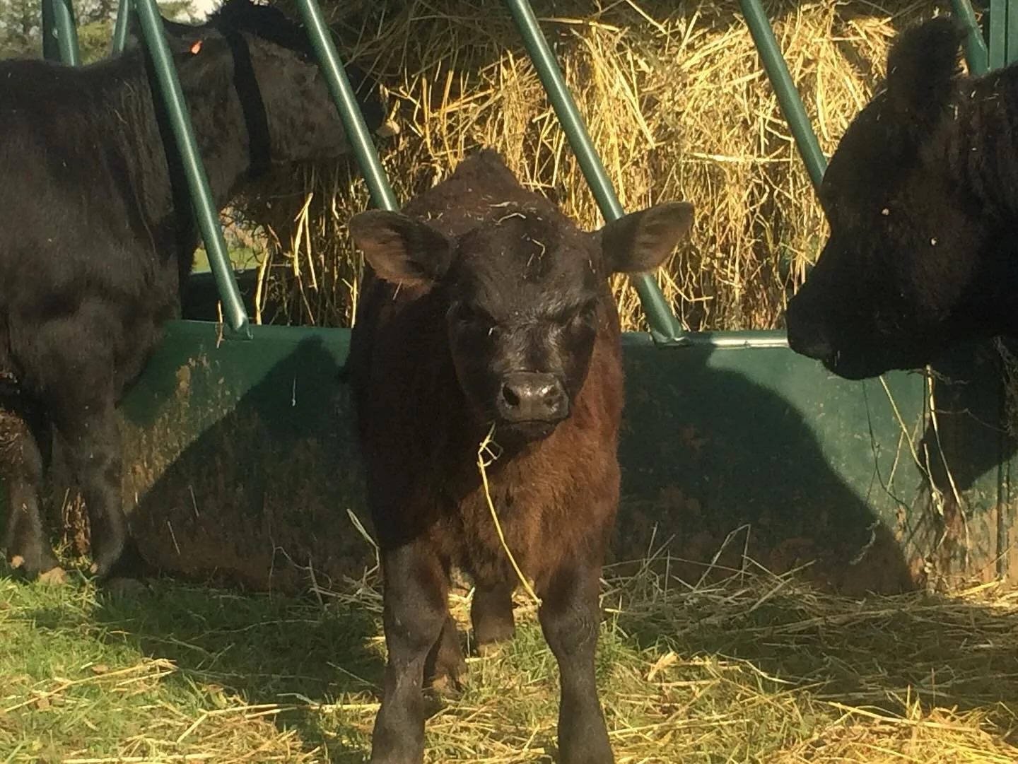 At Sir Mac Farms, we&rsquo;re always looking for ways to make our cattle care smarter and more efficient. 🌾🐄 The Behlen Hay Smart Bale Feeder is a game-changer for us&mdash;minimizing waste and maximizing nutrition for our herd. 💪✨ Sustainable, re