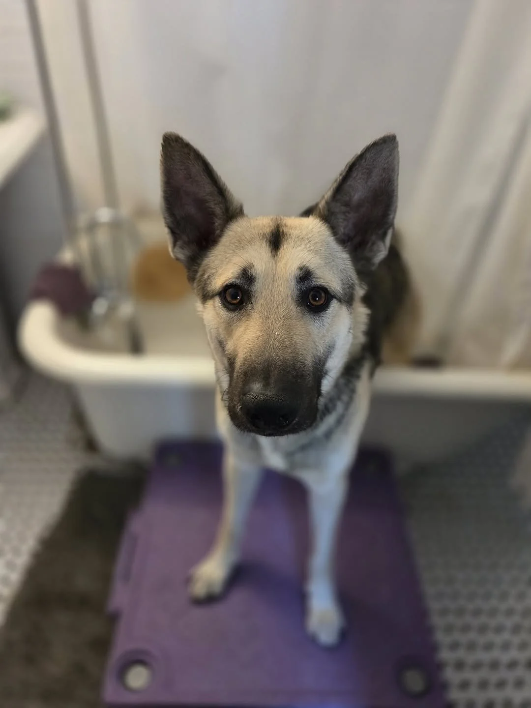 Meet Breezy