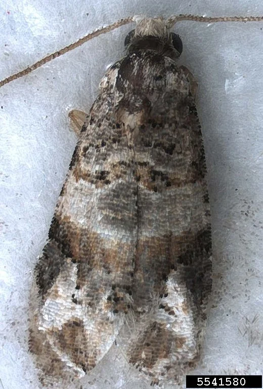 Integrated Management IPM Checklist