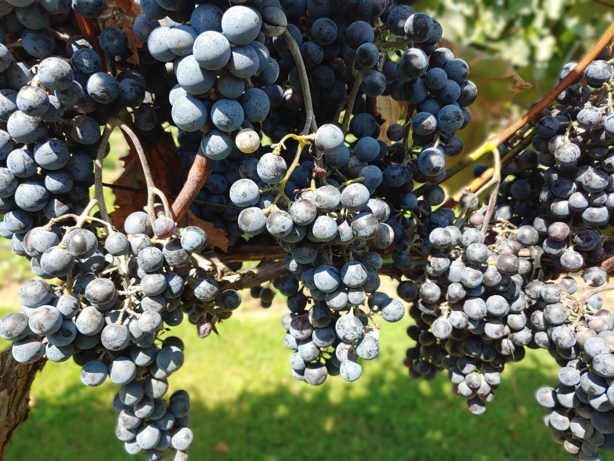 Chambourcin grapes in Oklahoma