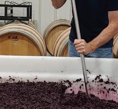 Punchdown Chambourcin grapes during fermentation