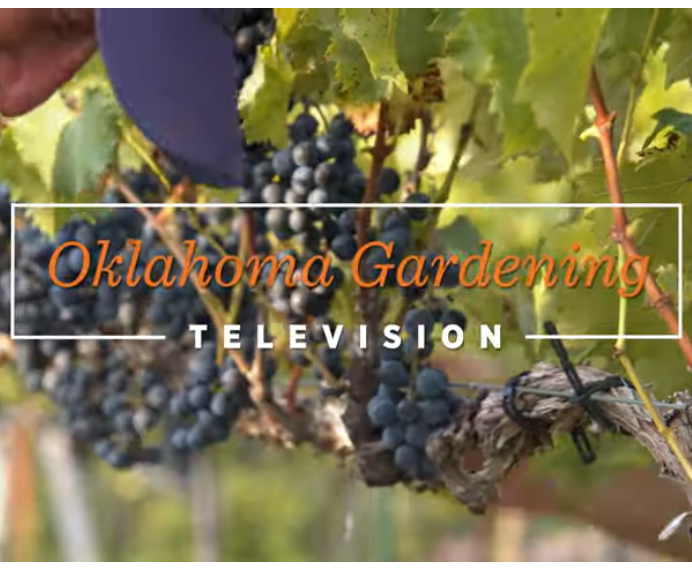 Grapevines with bunches of dark grapes on the vine, with a person partially visible in the background, overlaid with the text 'Oklahoma Gardening TELEVISION'.