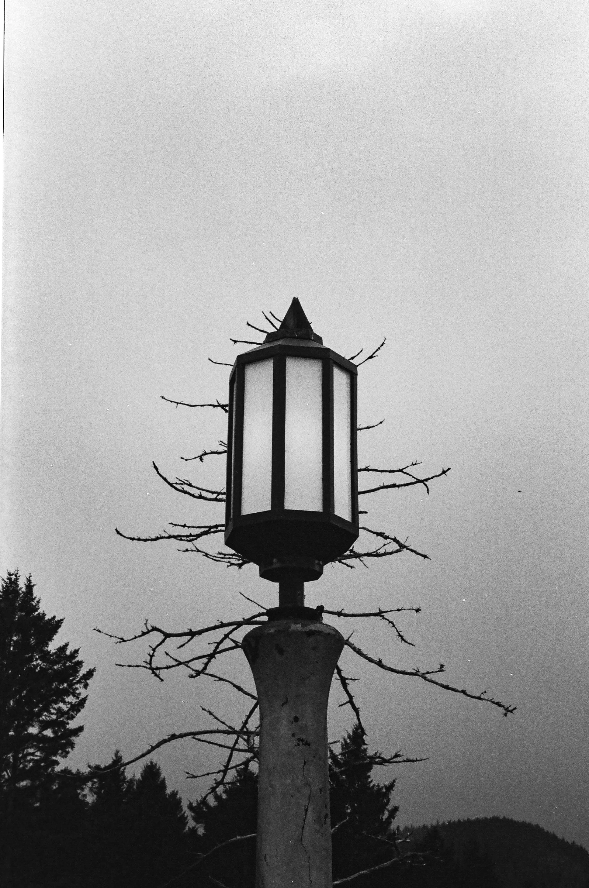 Black and white photo of a lamp post with leafless or dead branches growing out from around it, and a sky with no visible clouds or other features.
