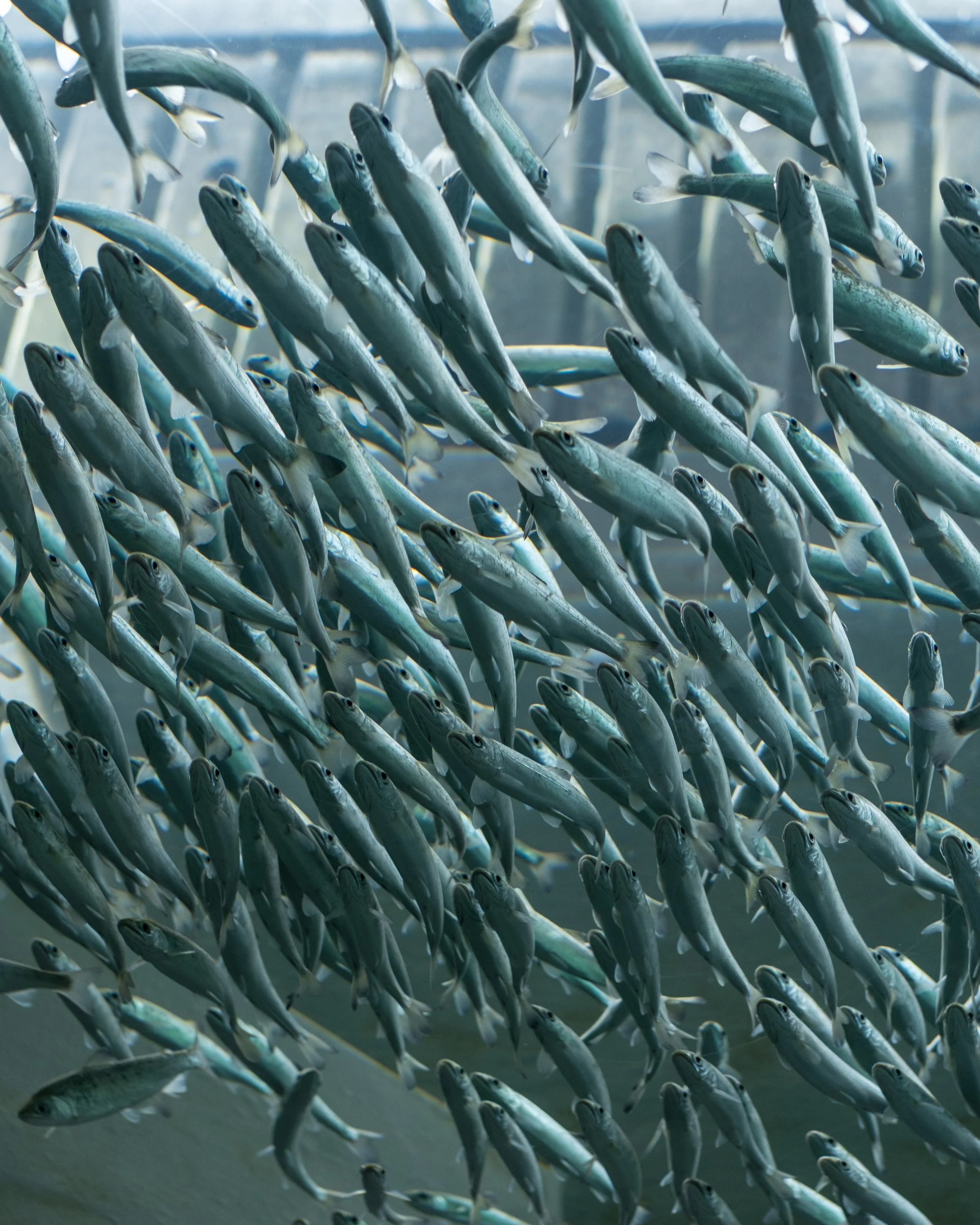 School of small fish swimming underwater in a dense group.