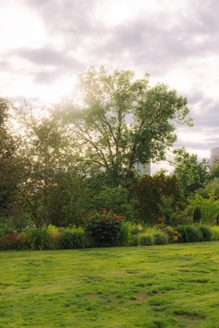 A park scene with green grass, various trees, and bushes under a cloudy sky with the sun partially visible.