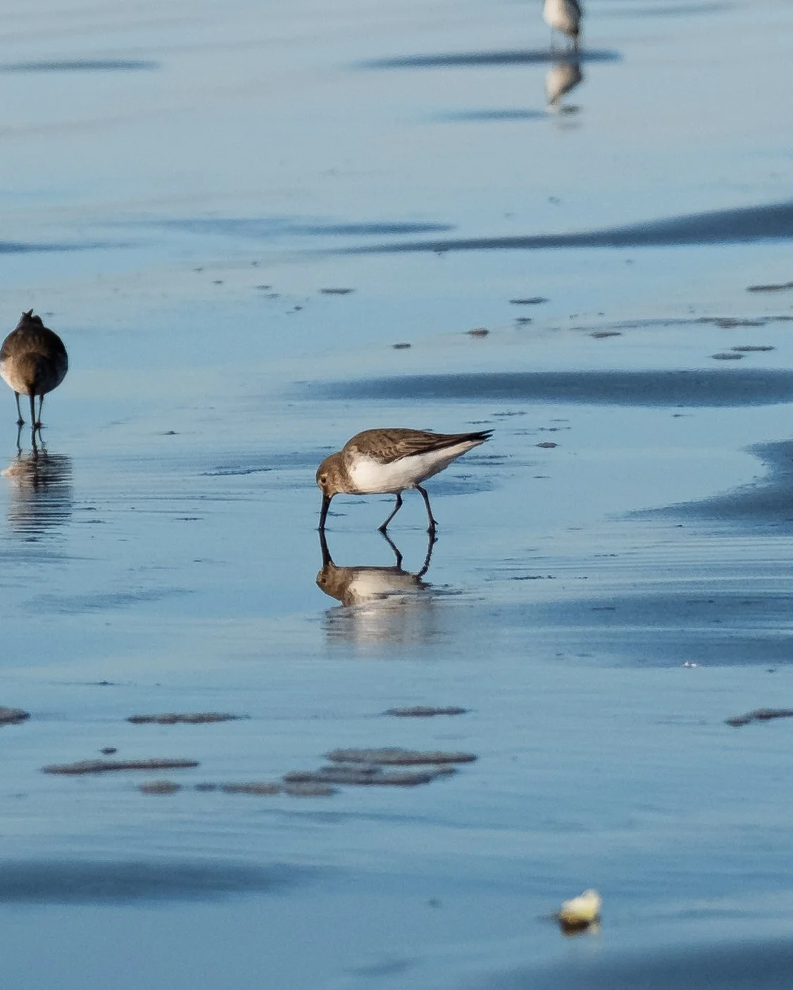 A group of shorebirds wading in shallow water, with one bird bending down, foraging, and reflected on the water surface.