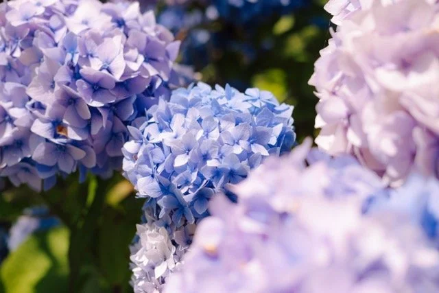 Close-up of purple and white hydrangea flowers in a garden