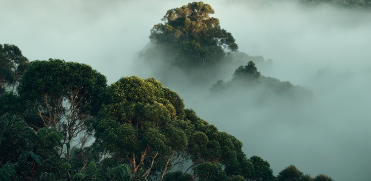 Lote Niebla