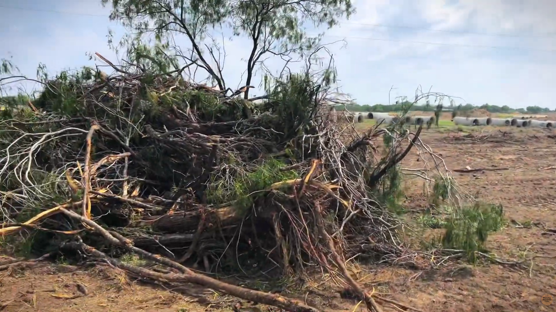 Where does all the Mesquite come from.