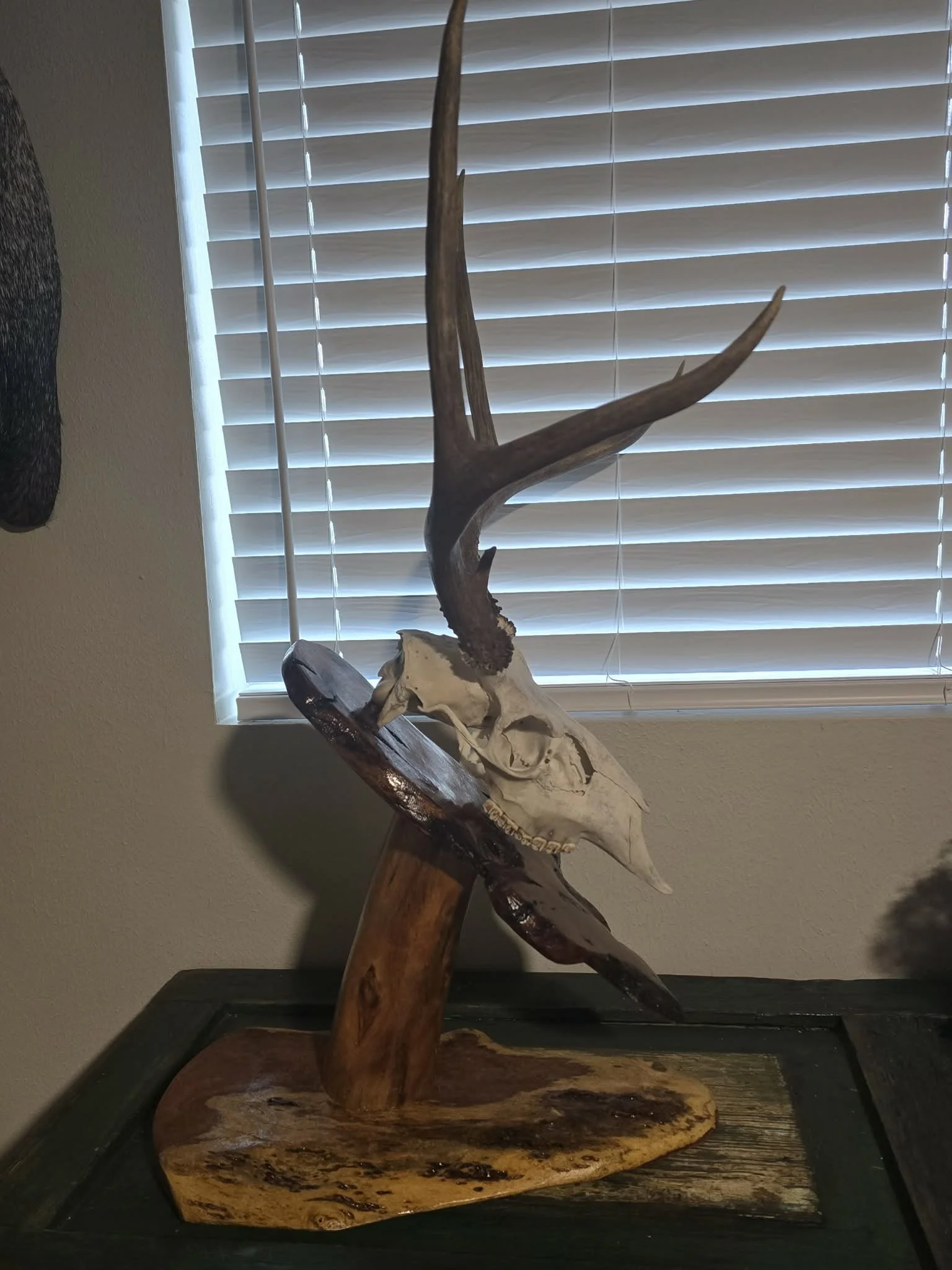 Mesquite Deer Head Stands - Home Decoration